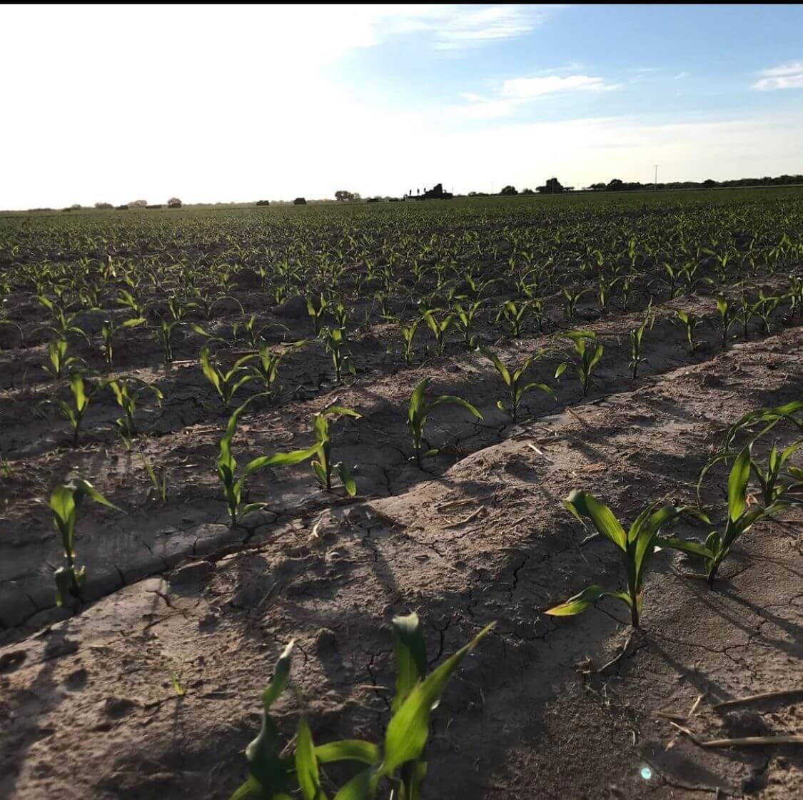 Image related to our service Sistemas de Riego that we provide